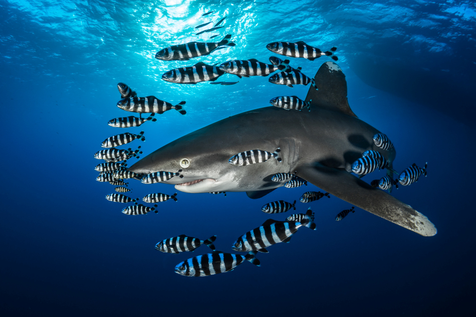 requin